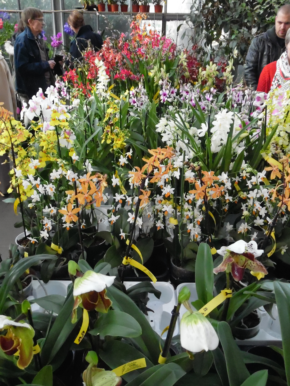 Fantastic orchid displays